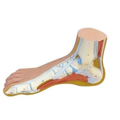 Fabrication Enterprises - 12-4802 - 3b Scientific Anatomical Model - Normal Foot - Includes 3b Smart Anatomy