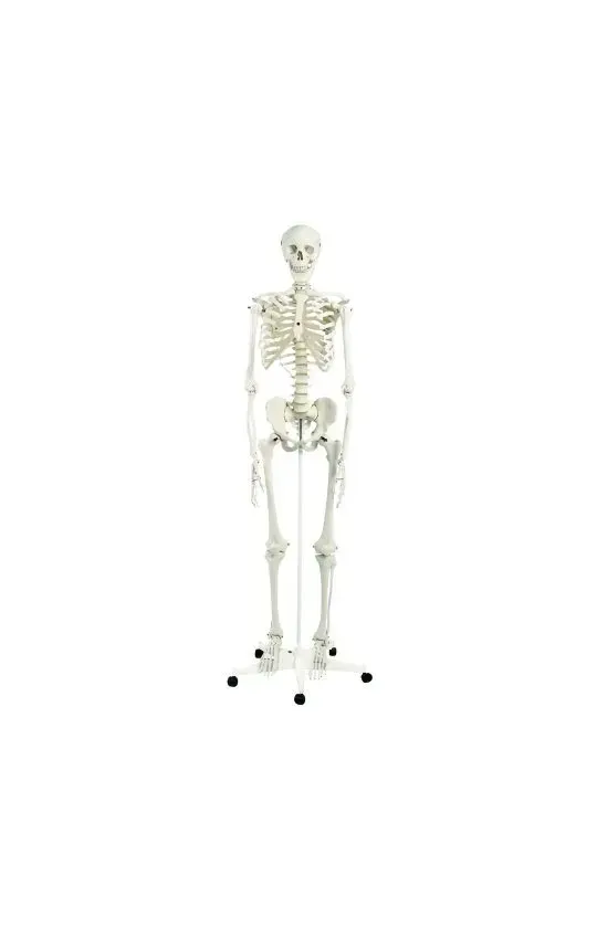 Fabrication Enterprises - 12-4500 - 3b Scientific Anatomical Model - Stan The Classic Skeleton On Roller Stand - Includes 3b Smart Anatomy