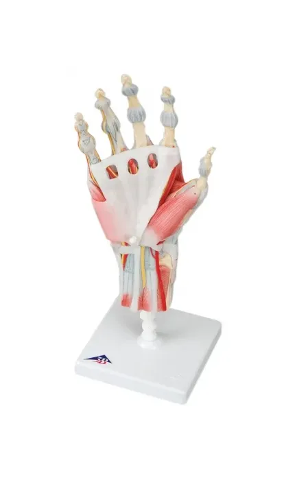 Fabrication Enterprises - 12-4522 - Anatomical Model - hand skeleton with removable ligaments & muscles, 4-part