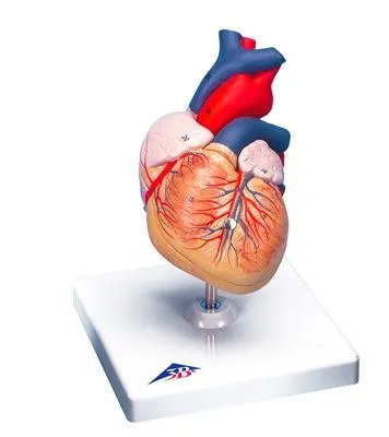 Fabrication Enterprises - 12-4567 - 3b Scientific Anatomical Model - Heart, 2-part - Includes 3b Smart Anatomy