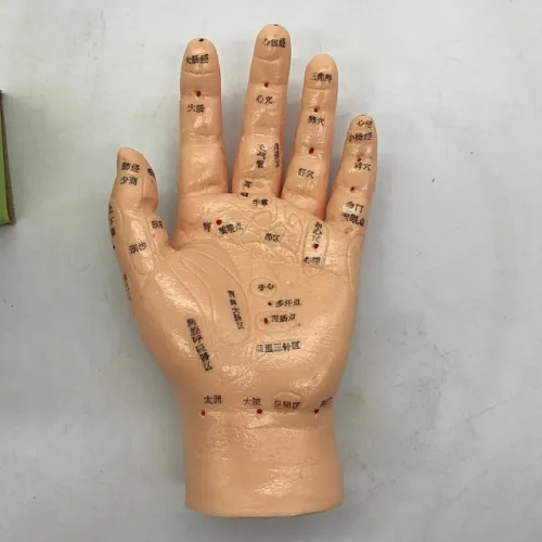 AcuZone - Model-Hand(XC-509) - Xc-509  : Hand Acupuncture Model, Chinese & Alpha-numeric