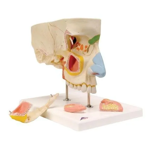 American 3B Scientific - E20 - Nose with paranasal sinuses