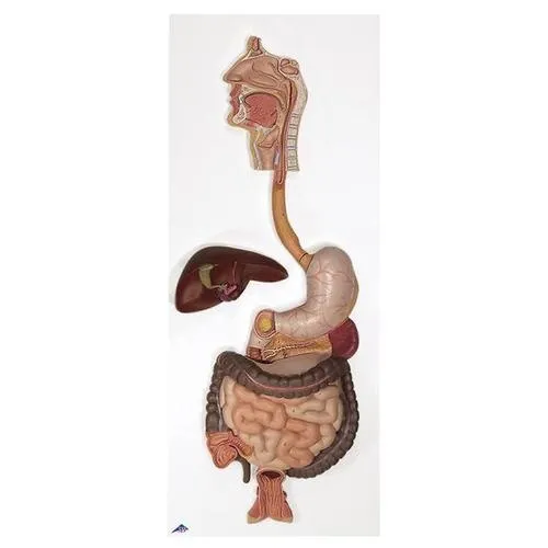 American 3B Scientific - From: K20 To: K21 - Digestive System, 3 part