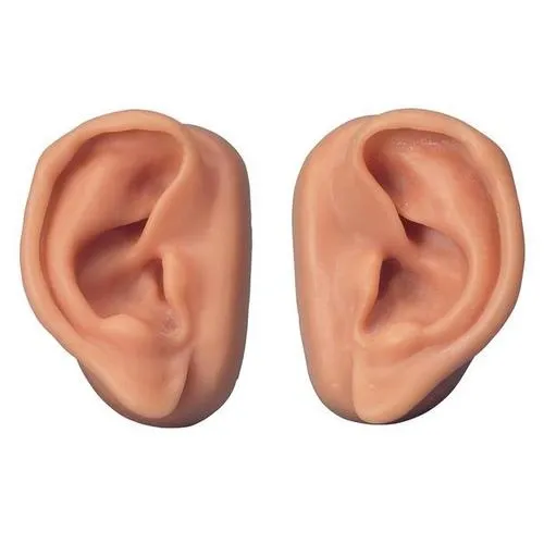 American 3B Scientific - N16 - Acupuncture Ears Set for 10 Students