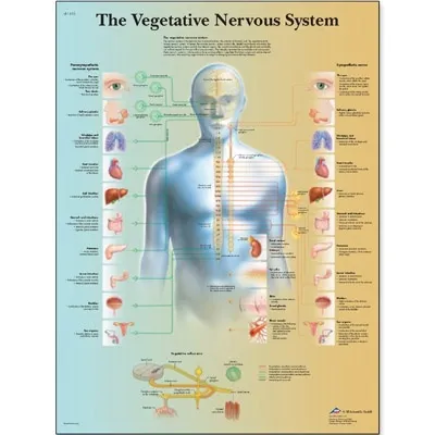 American 3B Scientific - From: VR1610L To: VR1610UU - Vegetative Nervous System Chart_EN_L