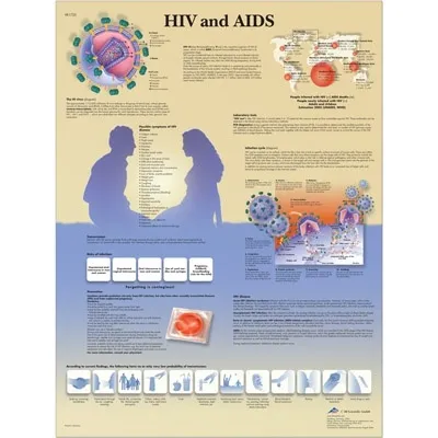 American 3B Scientific - VR1725L - HIV and AIDS Chart_EN_L