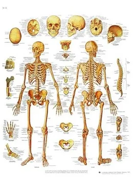 American 3B Scientific - From: VR3113L To: VR3118L - El esqueleto humano Chart_ES_L