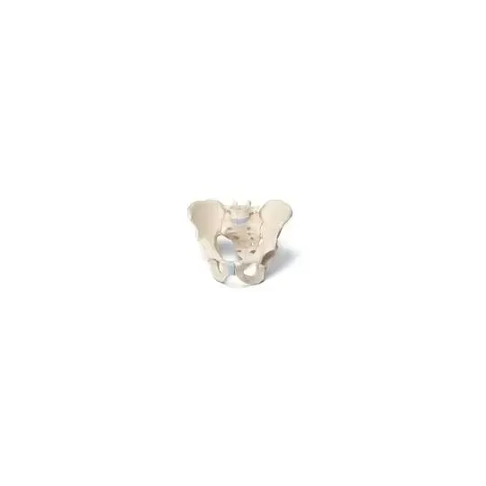 American 3B Scientific - From: H21/1 To: H21/3 - Pelvis male, 3 part
